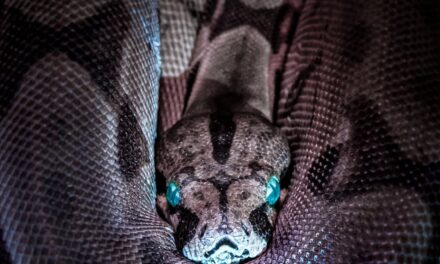 Python Programming: Slithering into the Basics for Beginners