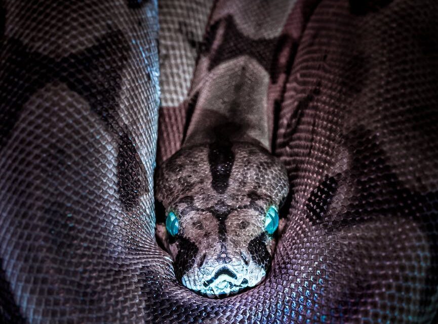 Python Programming: Slithering into the Basics for Beginners