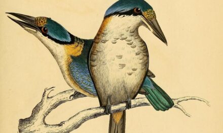 Extending MediaWiki in Docker: Installing Extensions and Themes for Enhanced Functionality