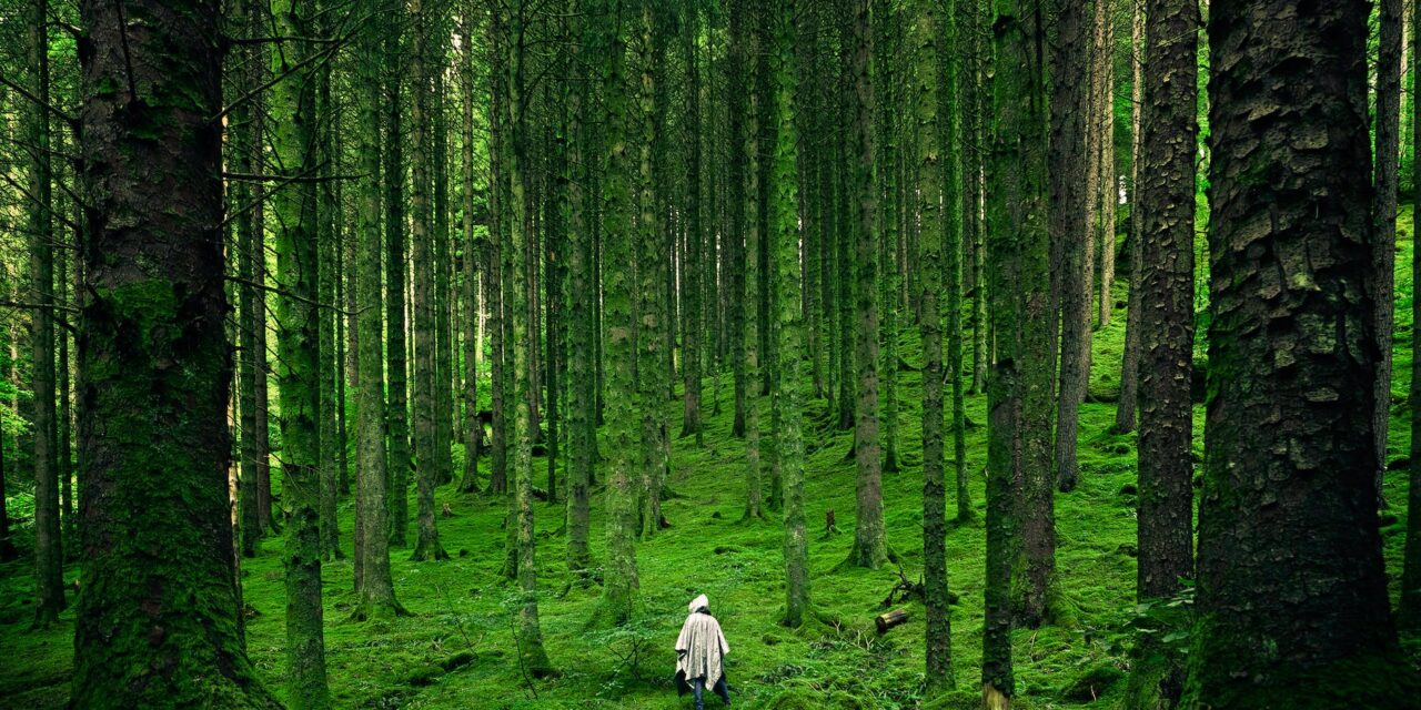 Nature’s Rx: Unveiling the Powerful Impact of Outdoor Bliss on Mental Well-being