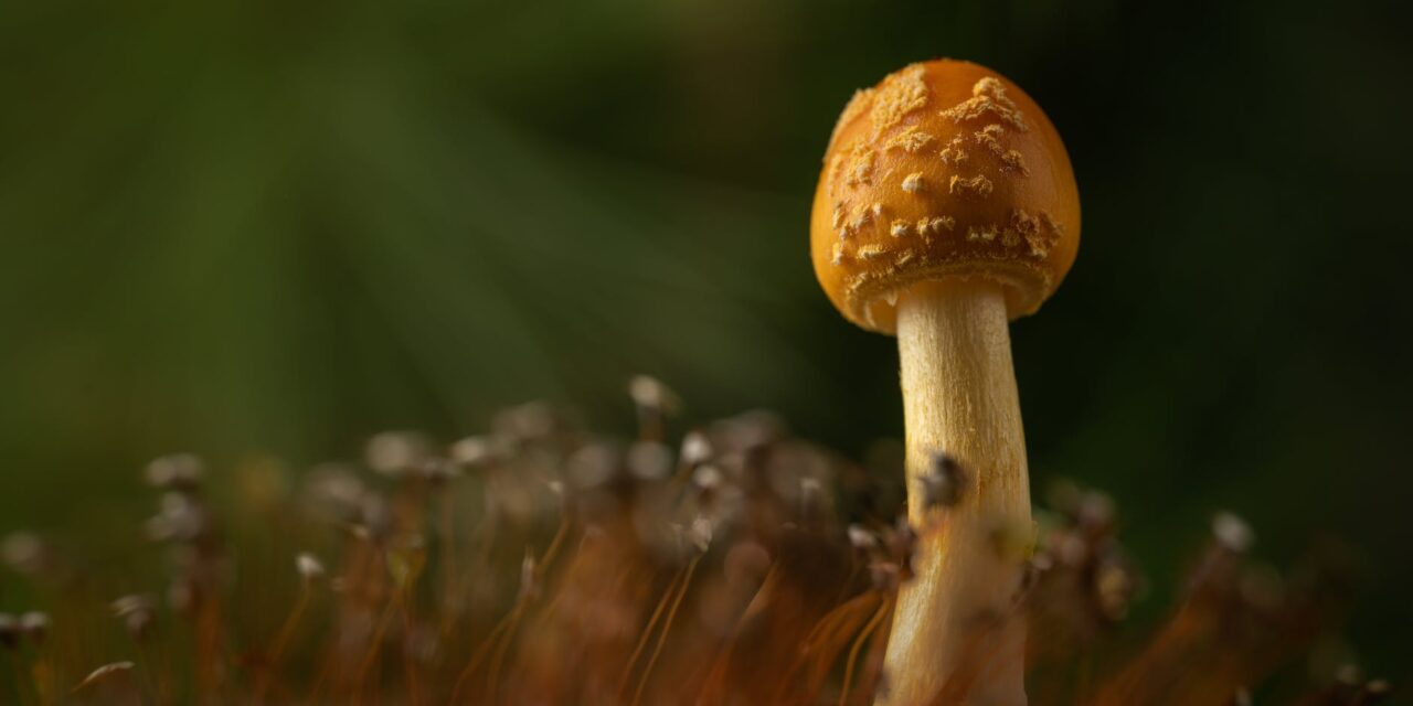 Cultivating Culinary Magic: Your Step-by-Step Guide to Indoor Mushroom Cultivation