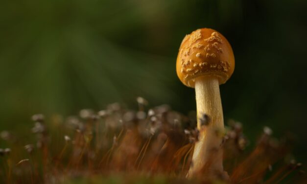 Cultivating Culinary Magic: Your Step-by-Step Guide to Indoor Mushroom Cultivation