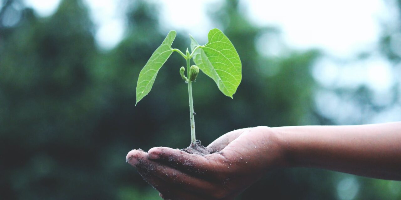 How to Be Sustainable at Home: A Practical Guide