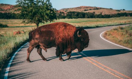 Navigating Tribal Sovereignty: The Stroble v. Oklahoma Tax Commission Case