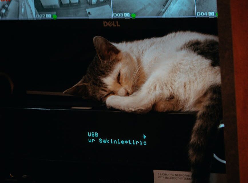 Monitor Your Pets with an RTSP-Enabled Wyze Cam v2