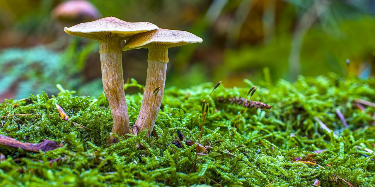 Psilocybin Could Rewire Traumatic Brains and Relieve PTSD‑Related Depression – What the Science Shows