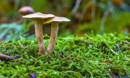 Psilocybin Could Rewire Traumatic Brains and Relieve PTSD‑Related Depression – What the Science Shows