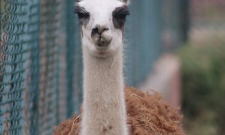 Why Hugging Face absorbing llama.cpp changes the local AI stack more than the next open model launch