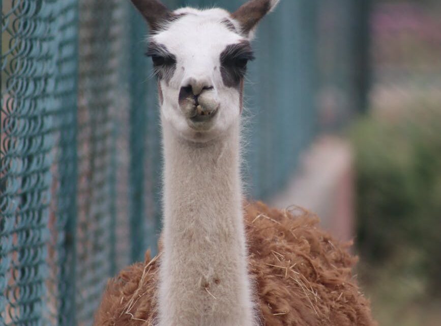 Why Hugging Face absorbing llama.cpp changes the local AI stack more than the next open model launch