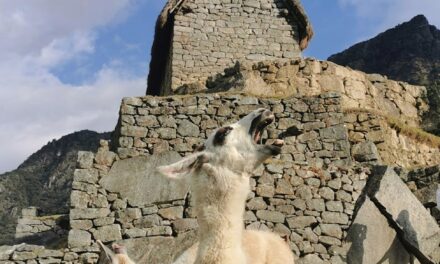 The Self‑Hosted Privacy Myth in Ollama: Why Internet‑Exposed Local AI Is Becoming Its Own Attack Surface