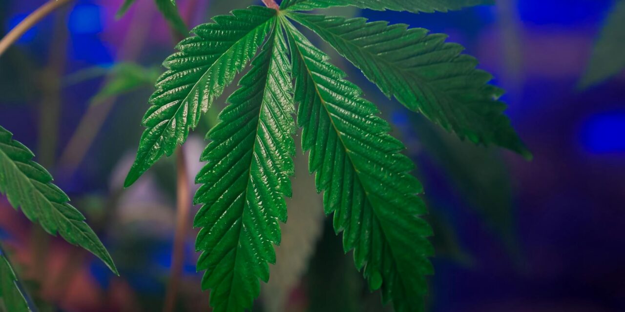 THC Isn’t the Harmless Chill Pill We Thought It Was