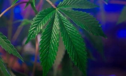 THC Isn’t the Harmless Chill Pill We Thought It Was