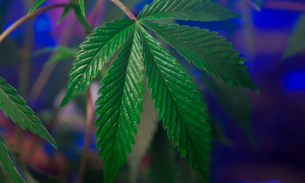 THC Isn’t the Harmless Chill Pill We Thought It Was